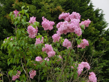 190715_lilac1.jpg