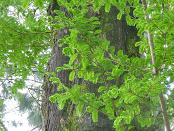 190715_metasequoia2.jpg