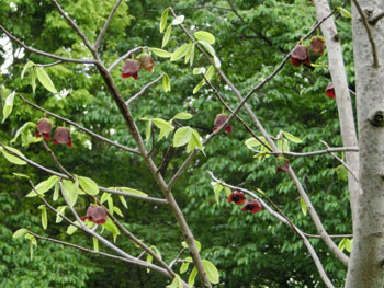 190715_pawpaw1.jpg