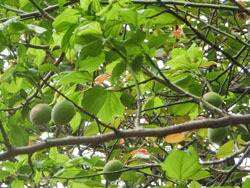 190715_ume1.jpg