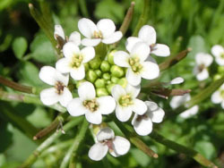190718_watercress2.jpg