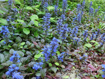 190723_ajuga2.jpg