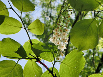 190728_haku_unboku10.jpg