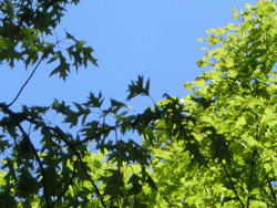 190729_oaks.jpg