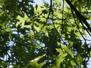 190729_pin_oak.jpg