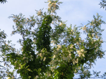 190730_harienju6.jpg