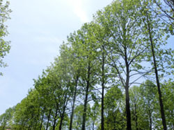 190730_yurinoki4.jpg