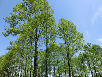 190730_yurinoki6.jpg