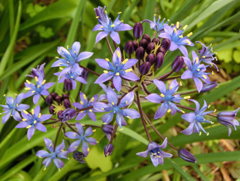 190807_s_peruviana1.jpg
