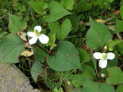 190819_dokudami.jpg