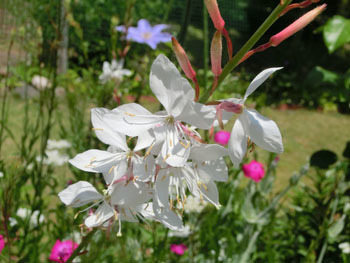 190822_gaura.jpg