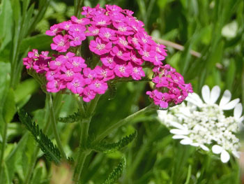 190822_yarrow.jpg