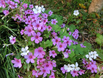 190823_oxalis1.jpg