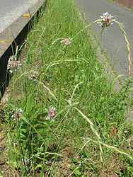 190826_nobiru2.jpg