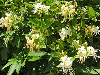 190829_suikazura3.jpg