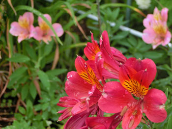 190921_alstroemeria.jpg