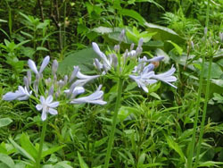 190927_agapanthus3.jpg
