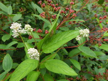 190930_ceanothus.jpg