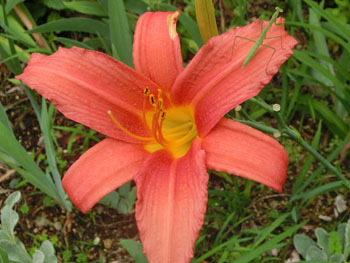 190930_hemerocallis.jpg