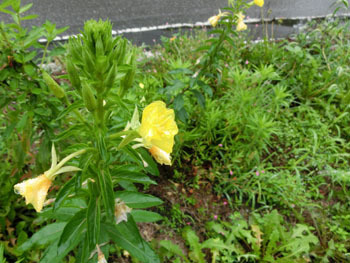 191003_m_matuyoi_g1.jpg