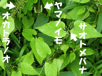 191010_yama_sao1.jpg