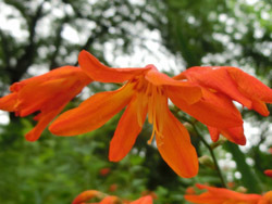 191012_crocosmia2.jpg