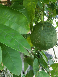 191012_natumikan.jpg