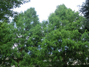191020_metasequoia1.jpg
