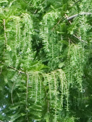 191020_metasequoia3.jpg
