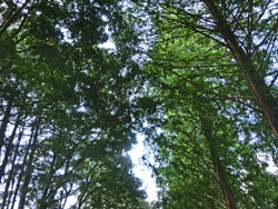 191020_metasequoia4.jpg