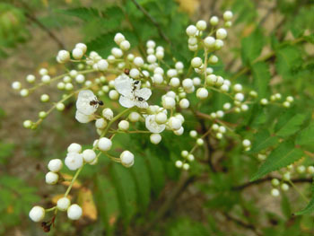191020_n_nanakamado.jpg