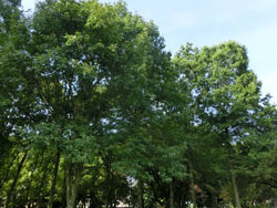 191020_oaks1.jpg