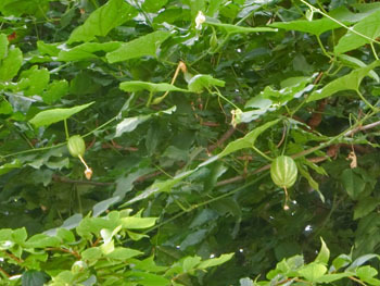 191102_karasu_u2.jpg