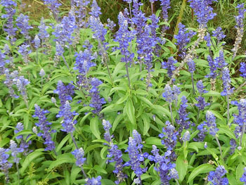 191111_blue_s1.jpg