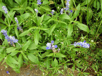 191111_blue_s3.jpg
