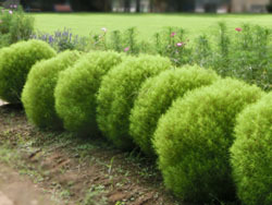 191111_kochia.jpg