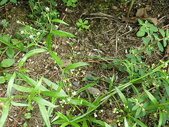 191111_zakuro_s1.jpg