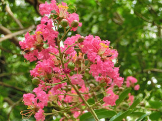 ピンオークのどんぐり: 公園おさんぽ日記2