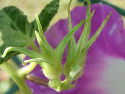 191122_asagao3.jpg
