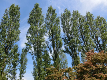 191203_poplar.jpg