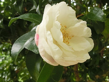191219_sazanka2.jpg