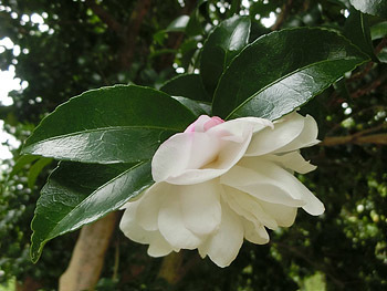 191219_sazanka3.jpg