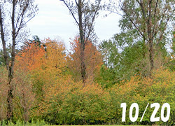191226_juneberry1.jpg