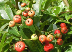 191227_pyracantha2.jpg
