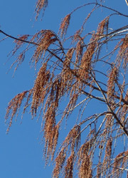200204_metasequoia2.jpg