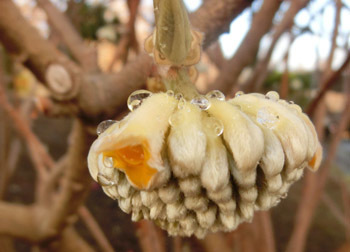 200204_mitumata3.jpg