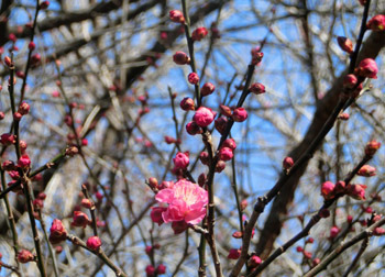200204_ume5.jpg