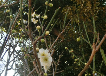 200209_ryokugaku1.jpg