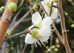200209_ryokugaku4.jpg