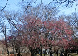 200210_koubai01.jpg